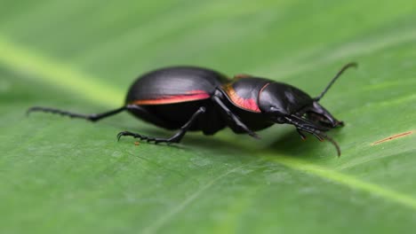 large ground beetle, mouhotia batesi