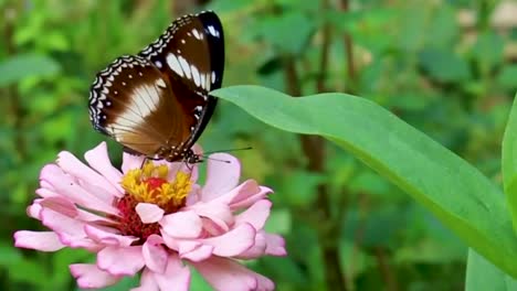 Butterfly-drinking-sucking-sucks-eating-nectar-honey-from-a-pink-marigold-flower-pollination-brown-colourful-butterfly-insect-close-up-nature