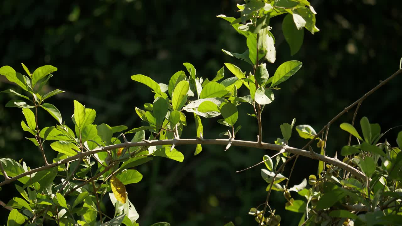 Explore beauty of vibrant green leaves in a serene forest environment