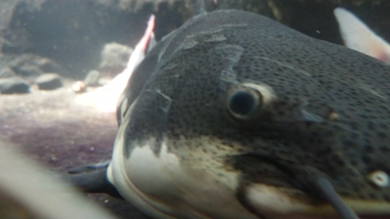 Primo piano di un grande pesce gatto.