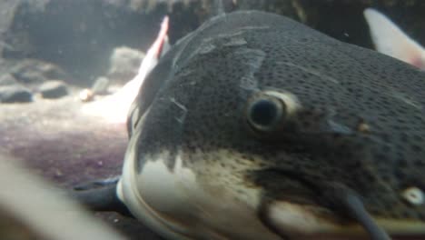 close up of big catfish