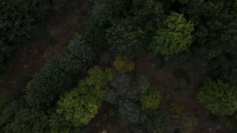 A-bird's-eye-of-dark-and-lush-trees-of-various-species