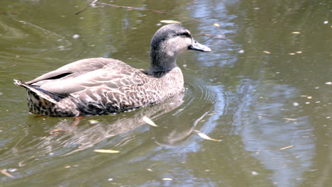 patos nadando en una zanja