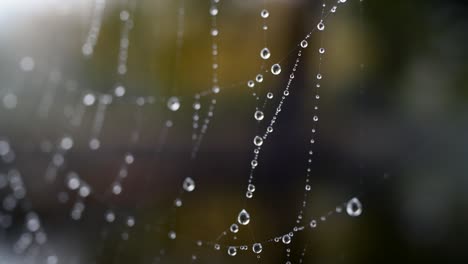 autumn cobweb with dew drops