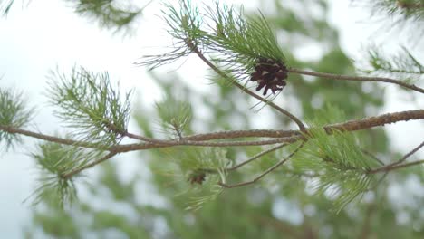 pine tree branches with cones