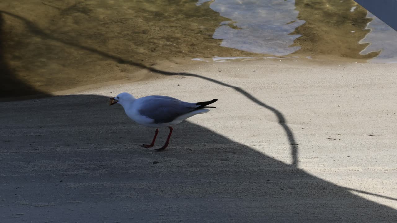모래 해변 에서 고 는 바다표범