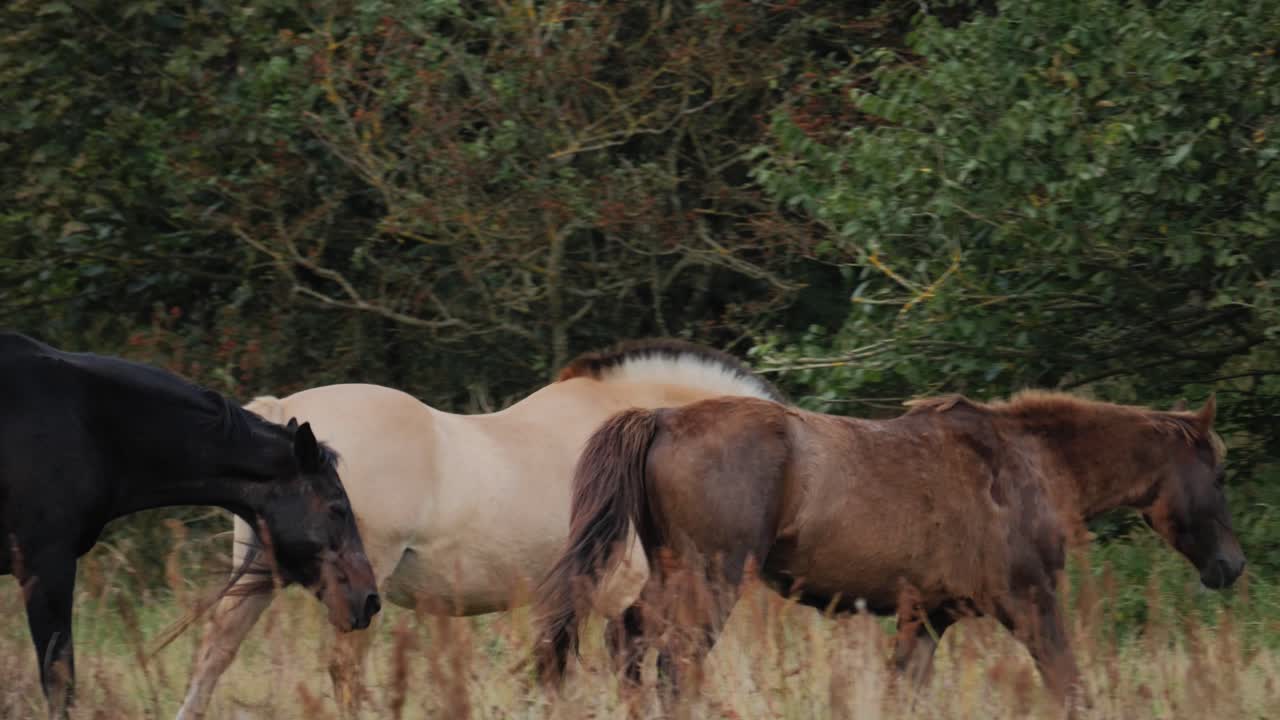 grupo de caballos de diferentes colores caminando en un campo de izquierda a derecha con hierba en primer plano y árboles en segundo plano