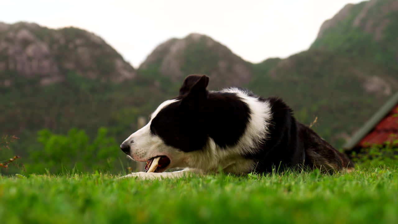 Low angle view of cute border collie pet dog on lush lawn chewing a bone happily