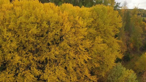 aerial panning view of forest with vibrant autumn coloured birch trees