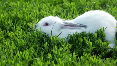 little funny rabbit on the field in summer