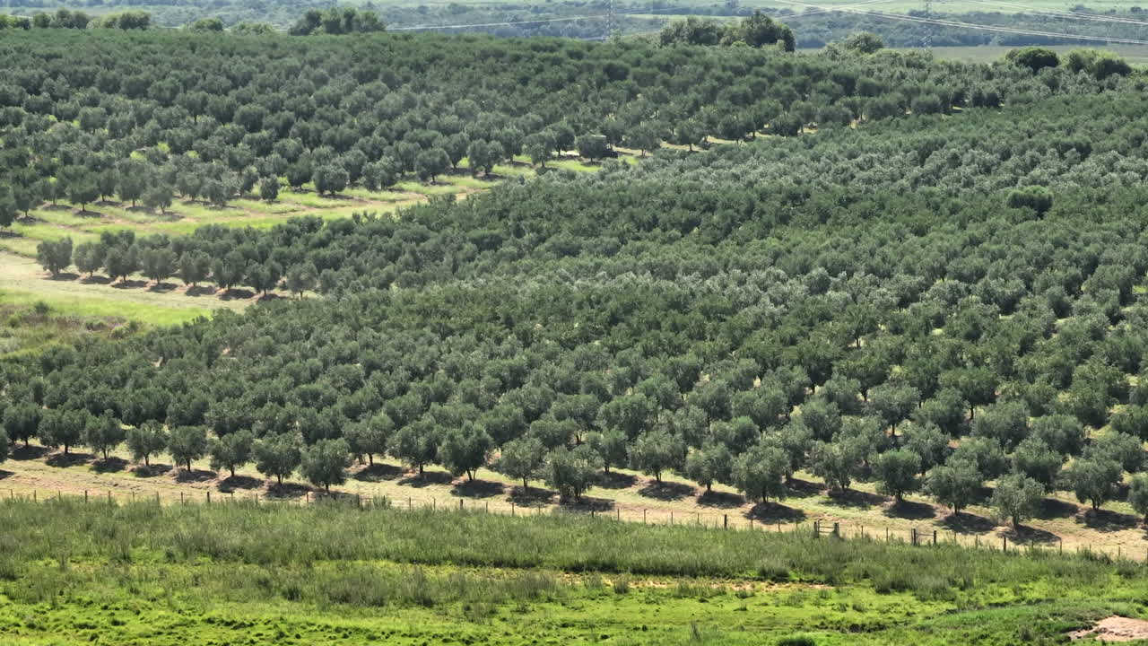 Piantagione di ulivi con file di alberi allineate attraverso la campagna, sorvolo aereo fluido in parallasse con teleobiettivo in pieno giorno, 4K50