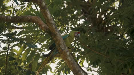 Beautiful-and-colorful-parrot-perched-on-tree-branch