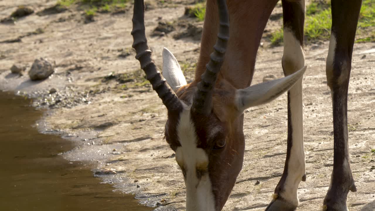 primer plano de un bontebok bebiendo agua de un pozo de agua en áfrica
