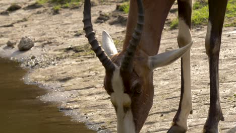 Close-up-of-a-bontebok-drinking-water-from-a-water-hole-in-Africa