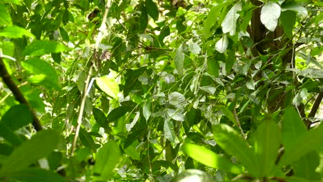 un pequeño pájaro saltando de rama en rama en una jungla en costa rica