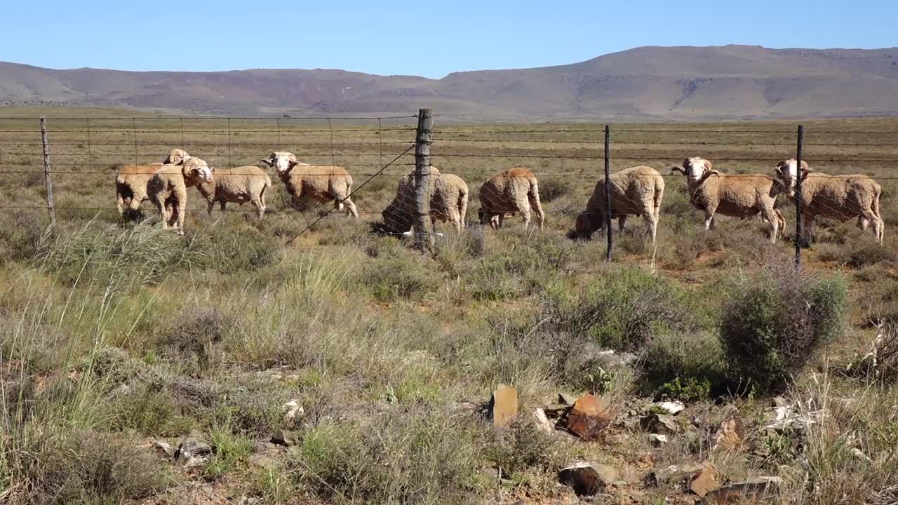 cría de ovejas en el karoo