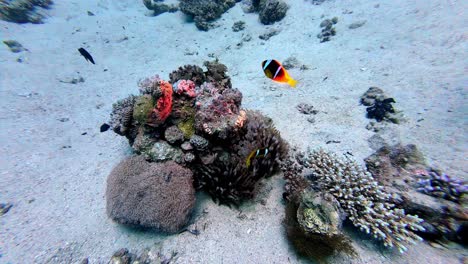 Peces-Blancos,-Negros-Y-Amarillos-Nadan-Alrededor-De-La-Flora-Y-Fauna-Marina-De-Egipto,-Dahab,-Agua,-Buceo-Submarino,-Lugar-De-Viaje-Alrededor-Del-Fondo-Del-Océano-Blanco-Con-Luz-De-Cámara-Roja-Siguiendo