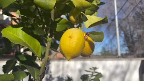 The-Sweetness-of-Nature:-A-Mesmerizing-Close-Up-of-Lemons-on-a-Tree-in-4K-Slow-Motion