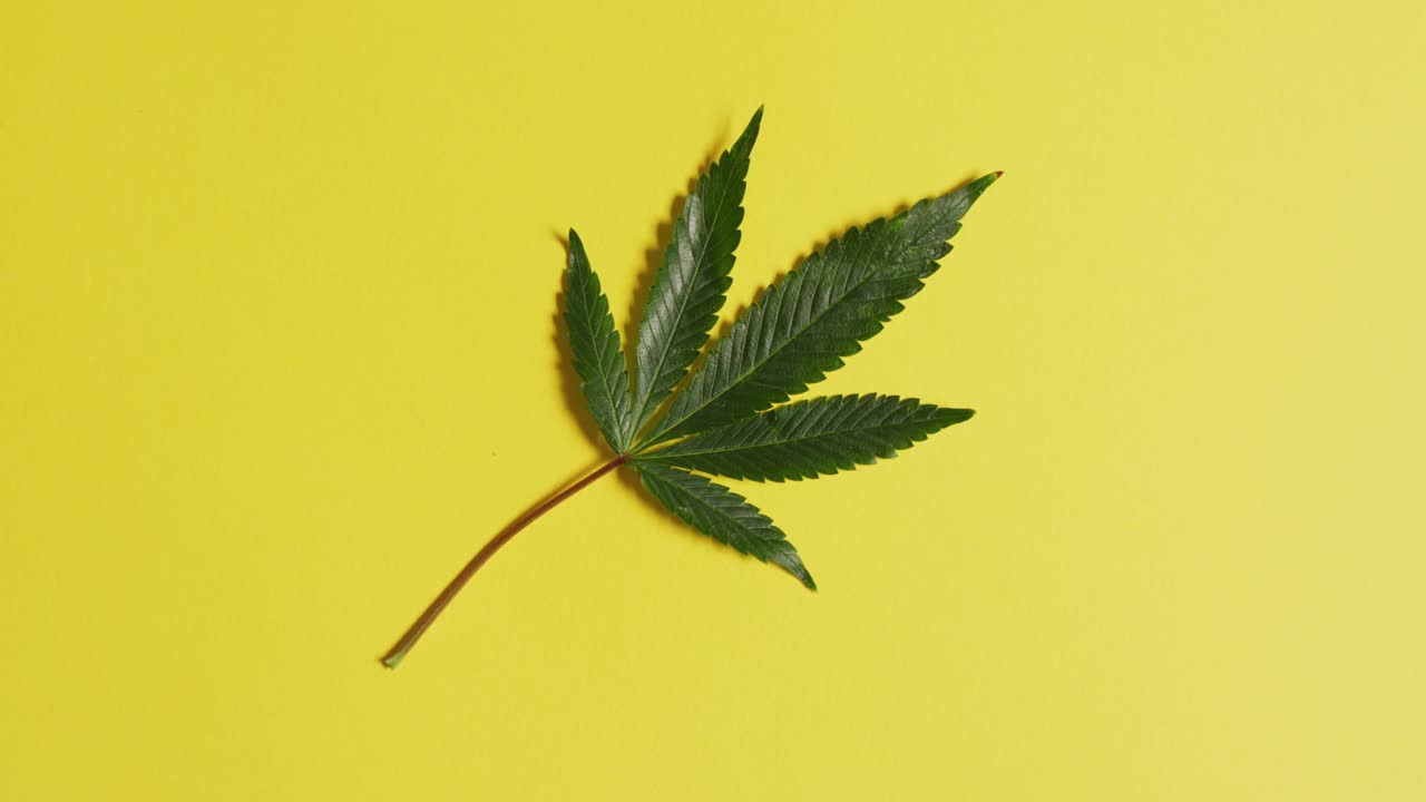 노란색 배경 에 있는 대마초 잎 의 동영상