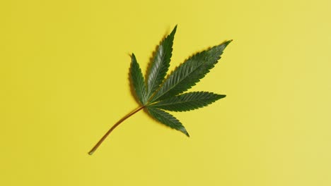 video of marijuana leaf on yellow background