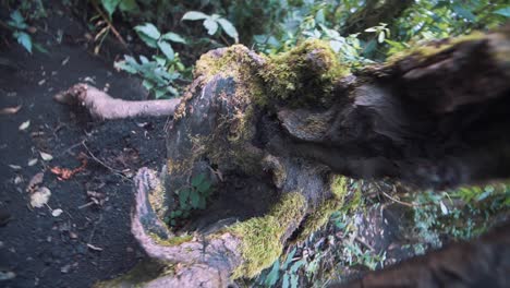 Tiro-Giratorio-En-Cámara-Lenta-De-Un-Tronco-De-árbol-En-El-Bosque