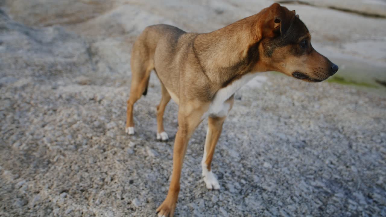 pantalones de perro de pie en piedra arenisca rocosa por el océano, mirando a su alrededor mirando