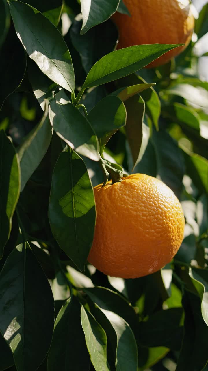 Close-up video shot of ripe oranges on a tree, captured from a low angle, highlighting vibrant