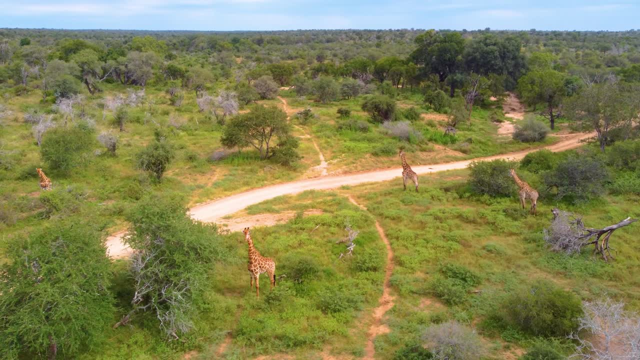Herd of giraffes roaming free in wild at Mjejane Game Reserve, South Africa