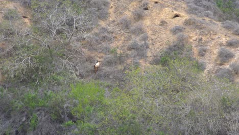 Eine-Zerstörerische-Wilde-Ziege-Weidet-Auf-Einem-Berghang-Auf-Den-Galapagos-inseln-Ecuador