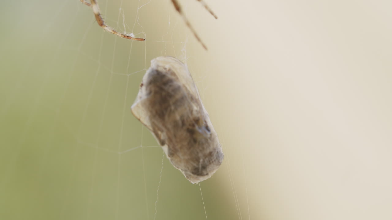 Detailed shot of an insect trapped in a spider web with faint spider legs visible, against a soft green background