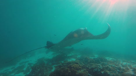 Mantarochen-Schwebt-Im-Sonnenschein-Und-Wird-Dann-Von-Einem-Boot-Erschreckt-Und-Schwimmt-In-Zeitlupe-Zu-Einem-Freund-Davon-65