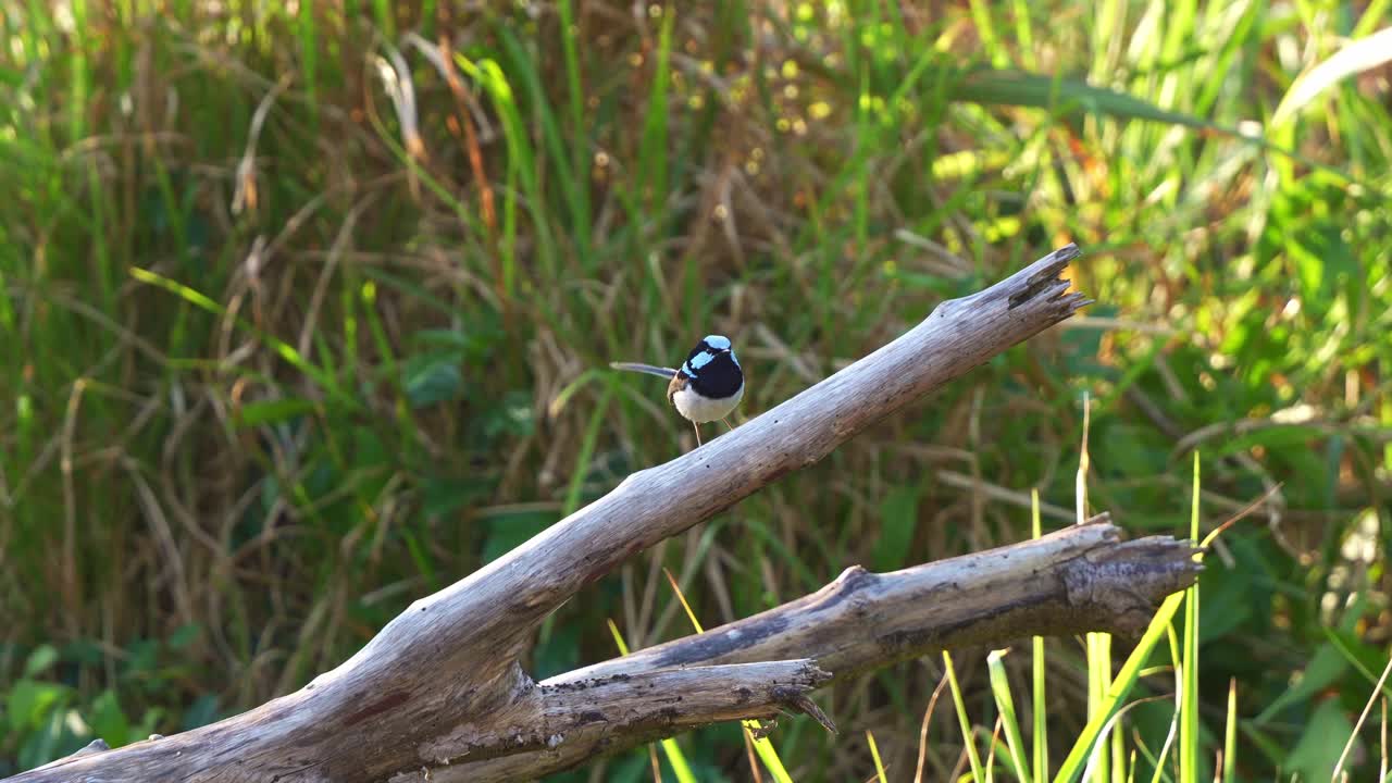 A male Superb Fairywren (Malurus cyaneus) with blue plumage, perched on a branch amidst dense tall grass and reeds, wondering around the surroundings, spread its wings and fly away, close up shot
