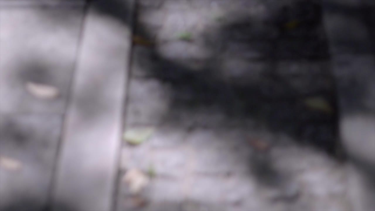 카스텔로 브랑코 시립 정원 - 도시 공원