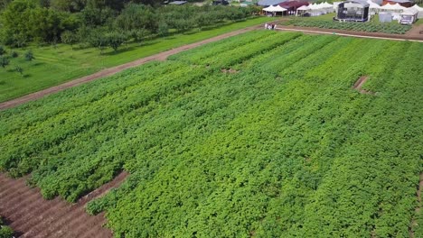 Aerial View of a Potato Field
