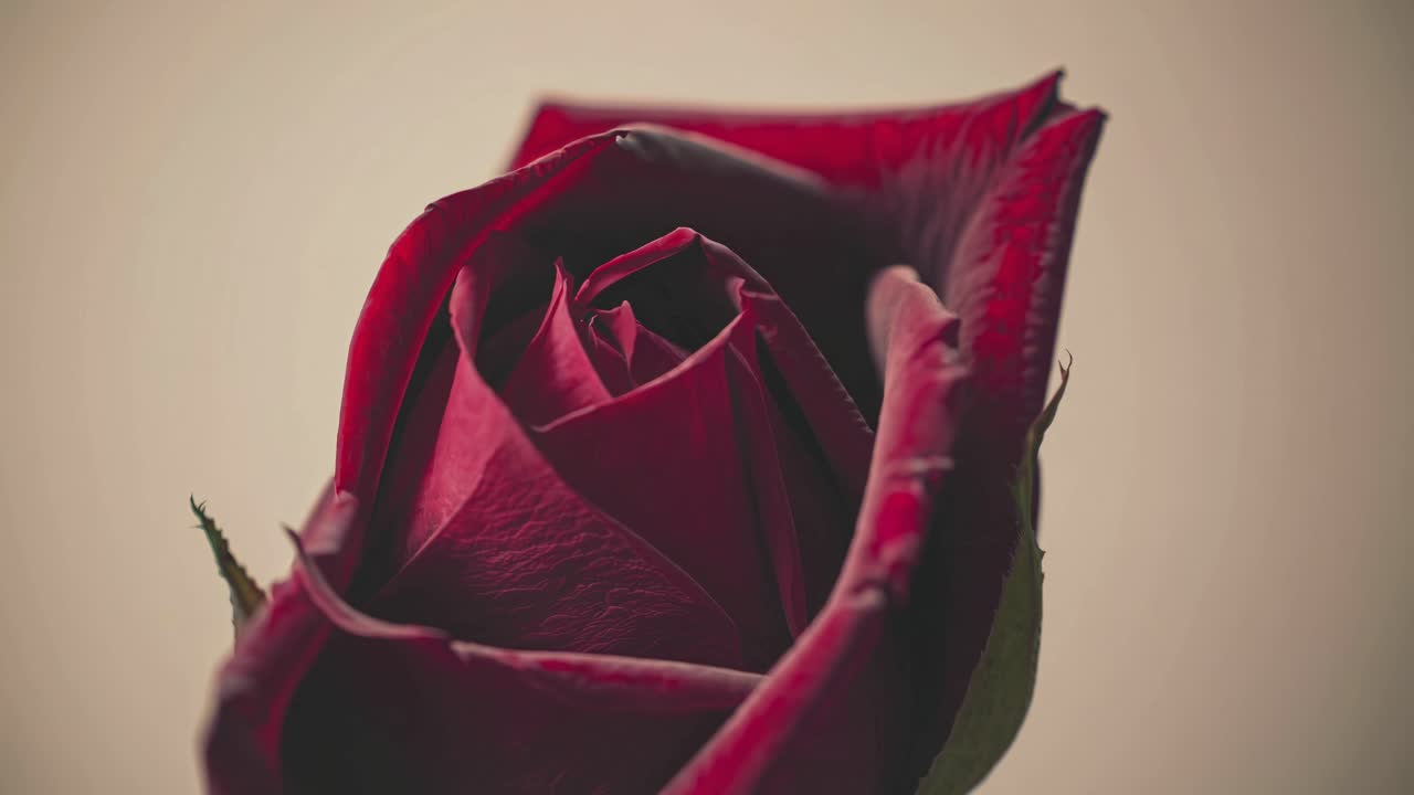 Video ravvicinato di una rosa rossa con una messa a fuoco morbida. L'angolo di ripresa della fotocamera è leggermente inclinato