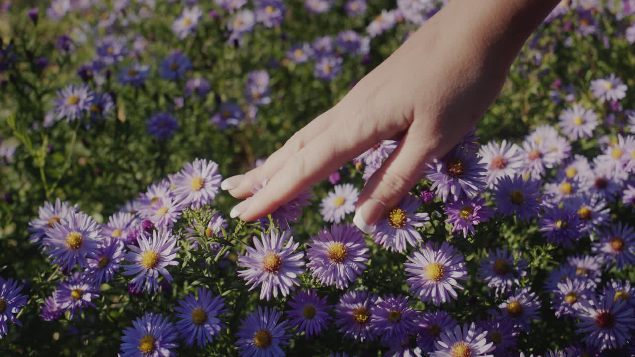 A woman's hand touches a delicate flower. Freshness and naturalness concept