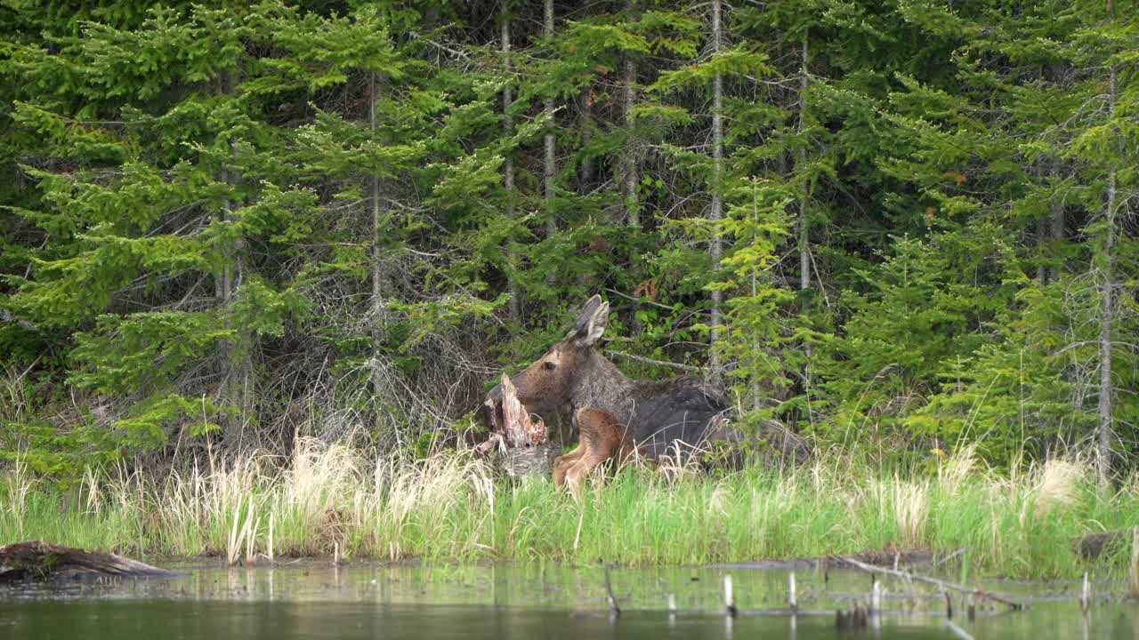 어머니가 연못의 가장자리를 따라 잎을 고 휴식을 취하는 동안 엘스 새끼가 을 먹으려고 합니다.