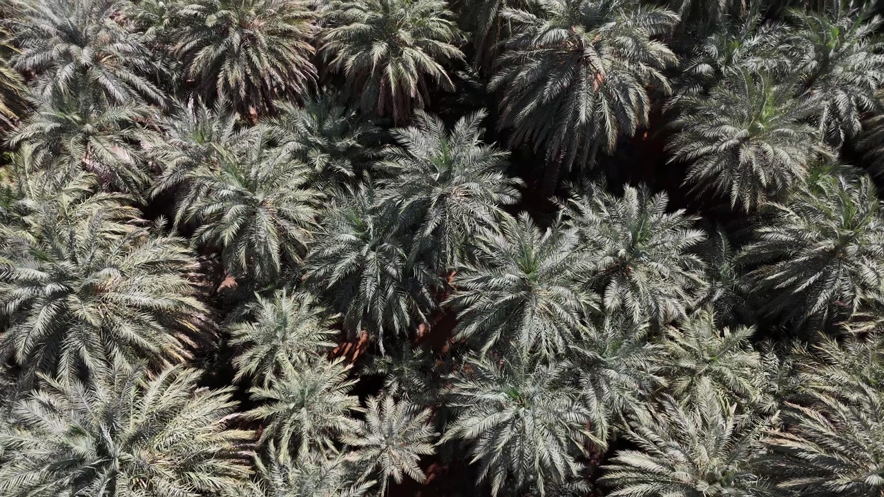 Aerial drone view of lush palm trees in a desert oasis of Mauritania, green vegetation thriving in the arid Sahara landscape