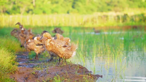 flock of ducks on the pond