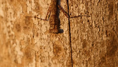 praying mantis camouflaged on tree bark