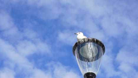 Gaviota-Encaramada-En-Una-Farola-Desgastada-Bajo-Un-Cielo-Azul-Con-Nubes-Esponjosas,-Galway