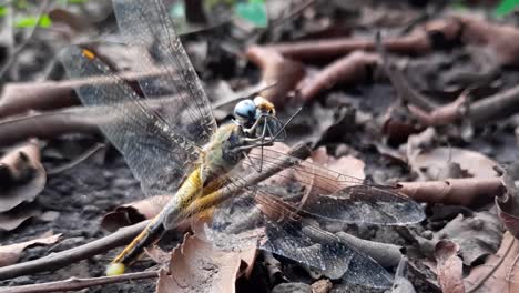 female black-tailed skimmer dragonfly laying her eggs on the ground with fallen dry leaves