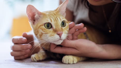 mujer acariciando a un gato