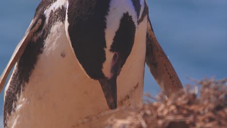 closeup of a magellanic penguin inspecting something closely on the ground before spreading its wings and shaking its head