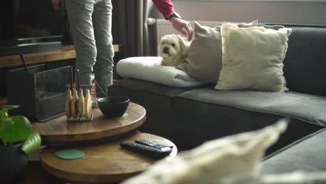 Owner-approaches-and-pets-white-Shih-Tzu-boomer-dog-on-sofa