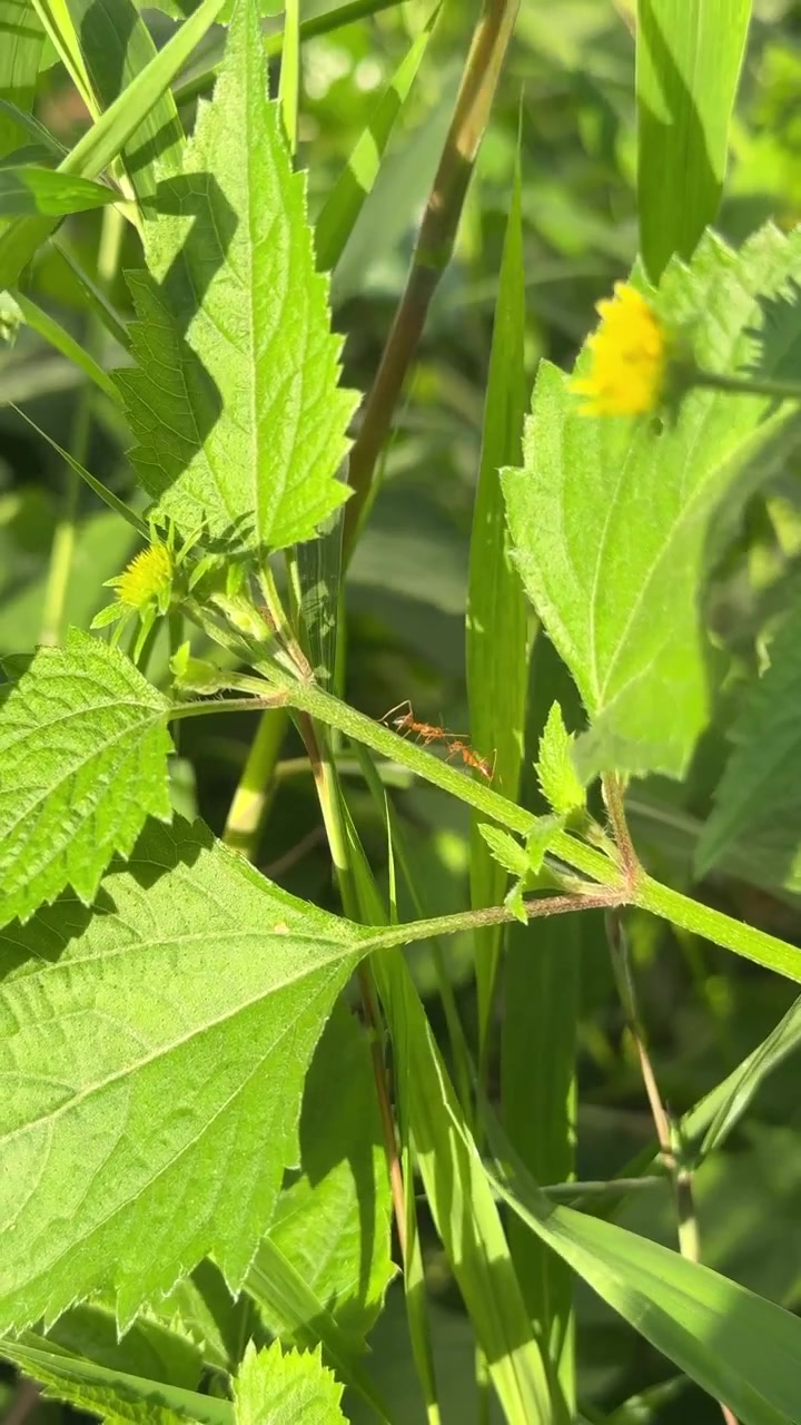 Formiche rosse che strisciano su uno stelo di pianta verde alla luce del sole