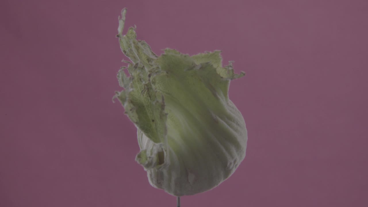 фасольный орех вращается с петлей на экране фуксии для хроматического ключа