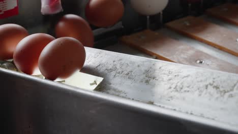 eggs being placed on a conveyor as they are processed for sale