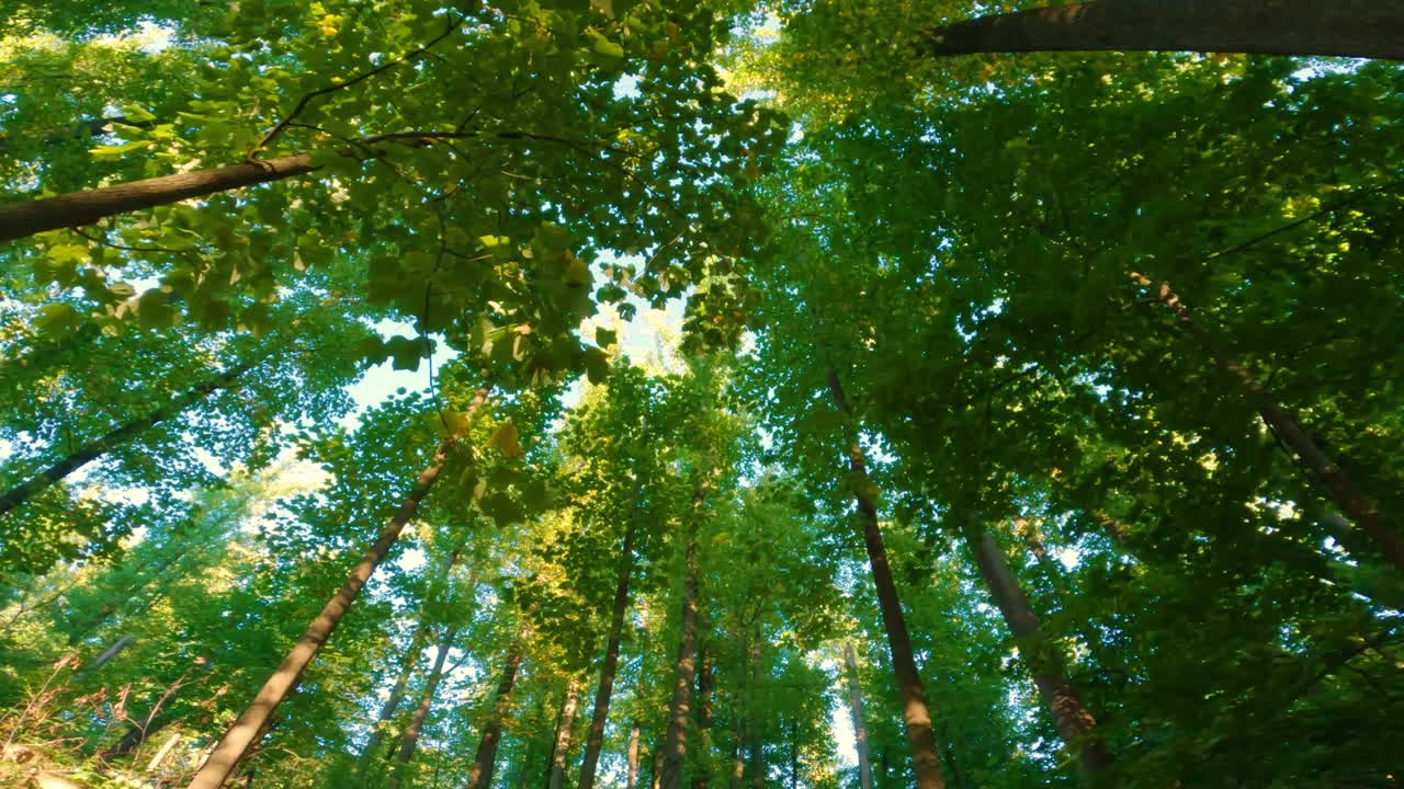 Camminando sotto una splendida e alta chioma verde di alberi durante l'estate