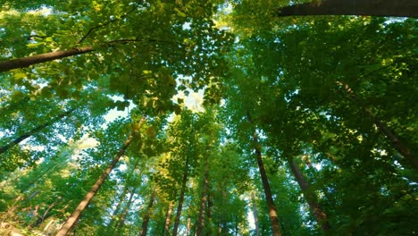 caminar bajo un hermoso y verde dosel de árboles altos durante el verano